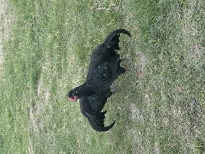 Cocoși frumoși  - imagine 3