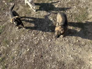 Câine ciobănesc caucazian - imagine 3