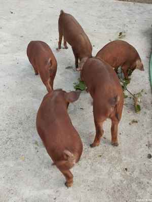 Vind purceii Duroc originală 