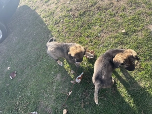 Câine ciobănesc caucazian - imagine 4