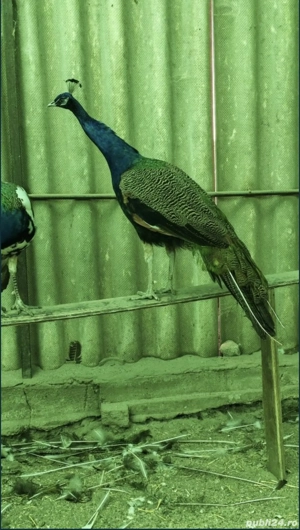 De vânzare Păun Matur Standard - imagine 4