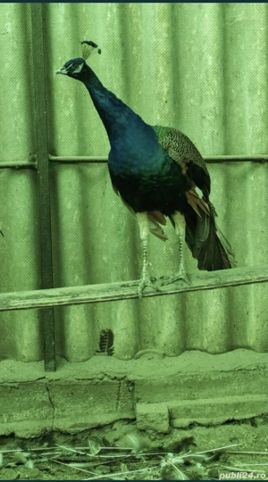 De vânzare Păun Matur Standard - imagine 3