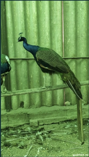 De vânzare Păun Matur Standard