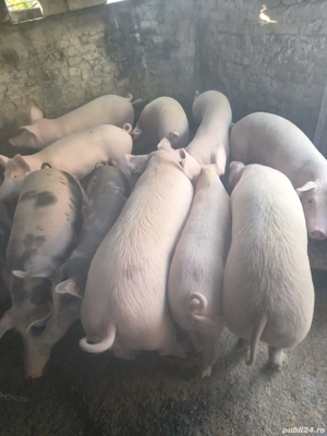 Porci de Vanzare - imagine 2 Porci de Vanzare - imagine 2