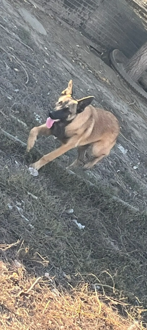 Disponibil, 2 fetițe Ciobanesc belgian. - imagine 2