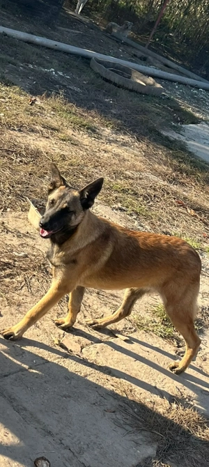 Disponibil, 2 fetițe Ciobanesc belgian. - imagine 3