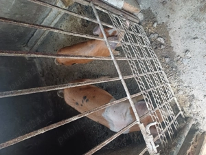 Porci de  vnzare  - imagine 4