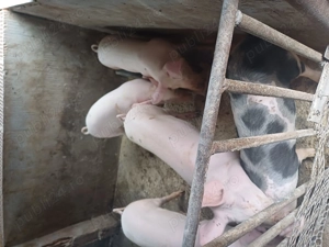 Porci de  vnzare  - imagine 3