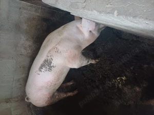 Porci de  vnzare  - imagine 2