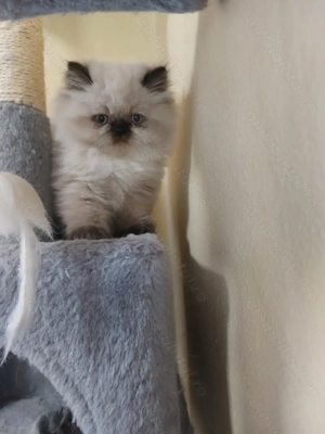 Pisica persana alba color point