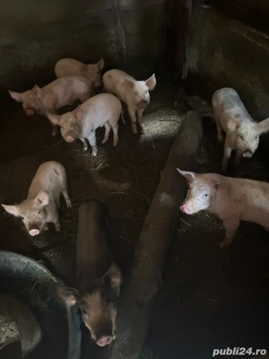 pucei de vanzare  - imagine 2