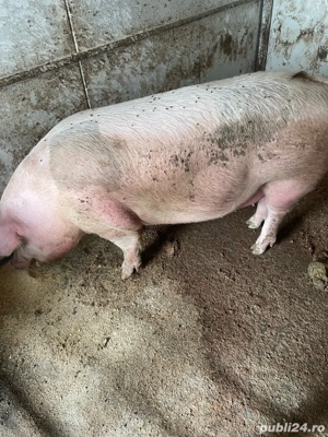porci de vanzare 200 si 250 kg  - imagine 3
