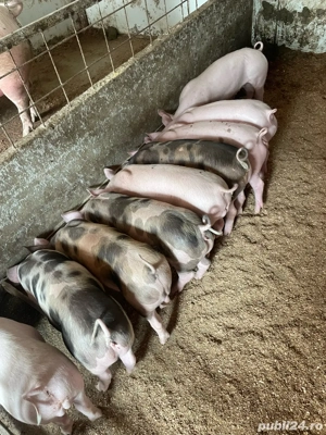 purcei de vanzare 