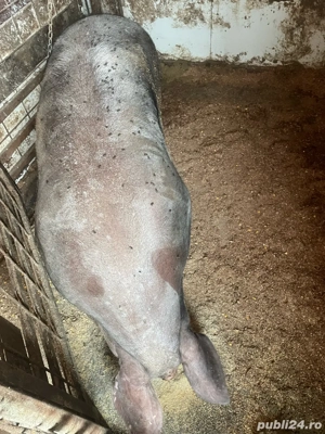 porci si purcei de vanzare 