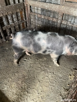 porci si purcei de vanzare  - imagine 4