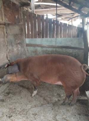 Purcea duroc