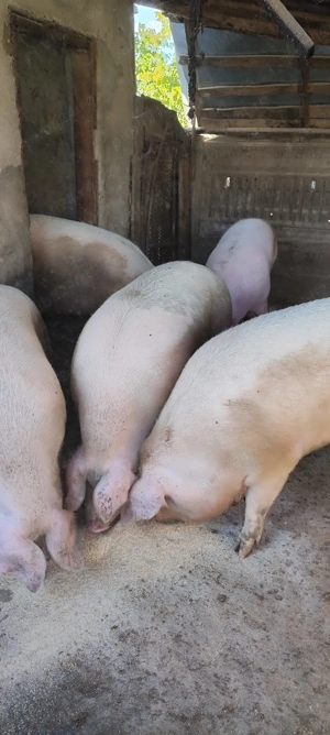Porci de vanzare - imagine 2 Porci de vanzare - imagine 2