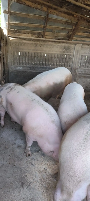 Porci de vanzare - imagine 3 Porci de vanzare - imagine 3