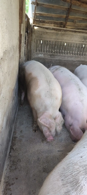 Porci de vanzare - imagine 4 Porci de vanzare - imagine 4