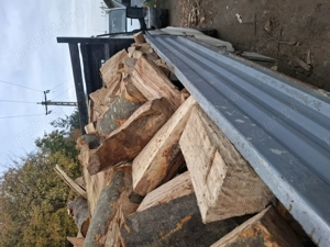 Bracuri si butuci de fag 