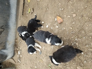 Pui Border Collie 