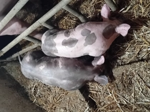 Purcei pietrain de reproductie 