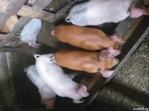 Purcei de vânzare  - imagine 2 Purcei de vânzare  - imagine 2
