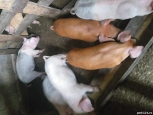 Purcei de vânzare  - imagine 3 Purcei de vânzare  - imagine 3