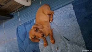 Vand pui de Teckel  galben  - imagine 5 Vand pui de Teckel  galben  - imagine 5