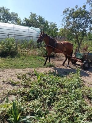 Vând Iapă bună  - imagine 5