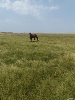 Vând Iapă bună  - imagine 4