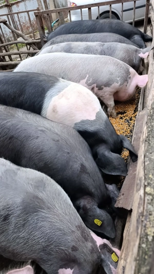 Purcei De Vânzare  - imagine 2