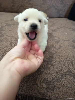 Catei Bichon Maltez - imagine 5 Catei Bichon Maltez - imagine 5