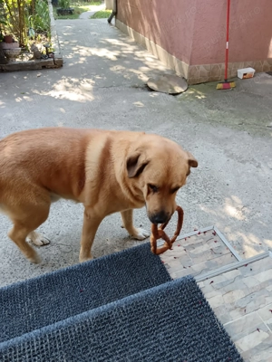 Adopții câini  - imagine 2 Adopții câini  - imagine 2