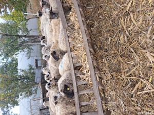 vind 21 de oi reforme țurcane 270 lei buc neg. - imagine 2 vind 21 de oi reforme țurcane 270 lei buc neg. - imagine 2