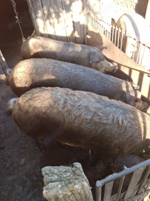 Porci crescuți la Țară  - imagine 3