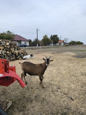 Iadă de 1 an și 2 luni gestantă