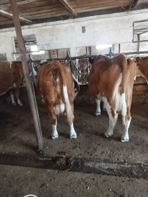 Vand doisprezece vaci - imagine 3