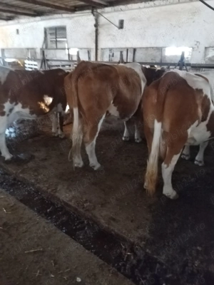 Vand doisprezece vaci - imagine 4