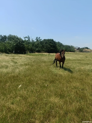 Vând Iapă bună  - imagine 3