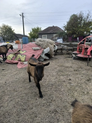 Țăpișor Alpin de 6 luni