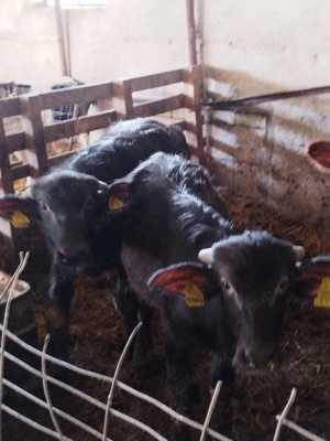 Vand patru bivoli - imagine 2 Vand patru bivoli - imagine 2