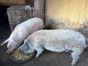 Potci de vânzare între 140-200 kilograme 