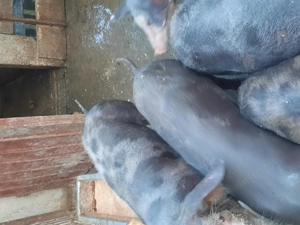 Purcei de vânzare.  - imagine 2