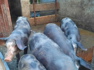 Purcei de vânzare.  - imagine 3