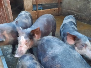 Purcei de vânzare.  - imagine 4