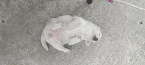 Câini bichoni,masculi - imagine 3 Câini bichoni,masculi - imagine 3