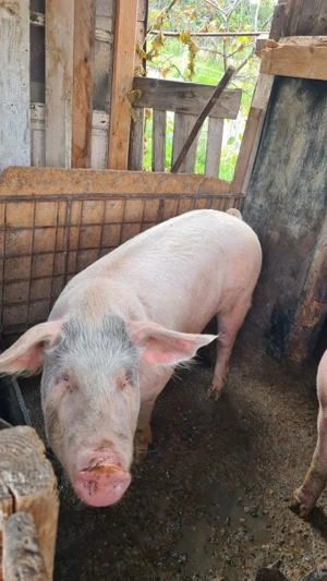 Vând porc crescut natural la țară   100% bio și sănătos