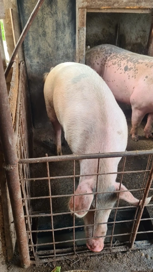 Vând porc crescut natural la țară   100% bio și sănătos - imagine 2 Vând porc crescut natural la țară   100% bio și sănătos - imagine 2