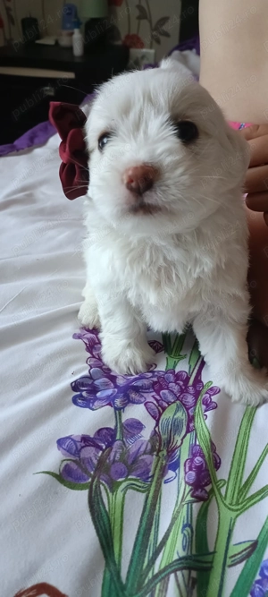 Câini bichoni,masculi